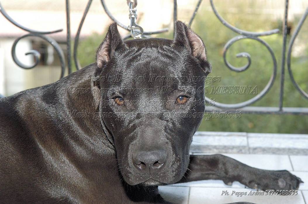 DSC_3006